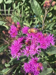 Apis mellifera