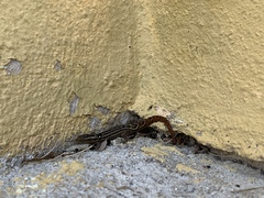 Sphaerodactylus grandisquamis