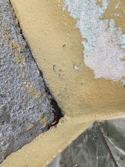 Sphaerodactylus grandisquamis