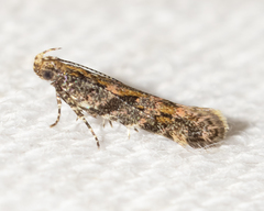 Aristotelia rubidella