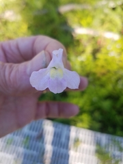 Mimulus ringens