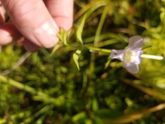 Mimulus ringens