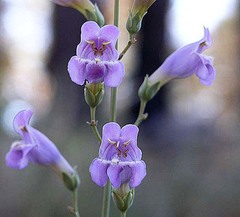 Penstemon nudiflorus