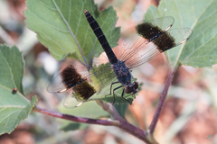 Brachythemis impartita