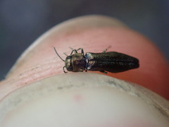 Agrilus olivicolor