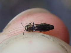 Agrilus olivicolor