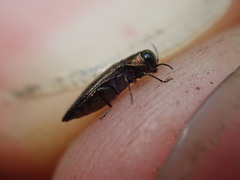 Agrilus olivicolor