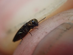 Agrilus olivicolor
