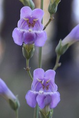 Penstemon nudiflorus