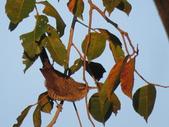 Campylorhynchus turdinus