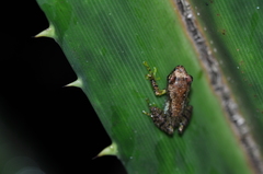 Guibemantis liber
