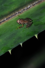 Guibemantis liber