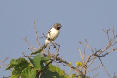 Sporophila telasco