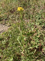 Senecio crassulus