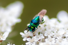 Perilampidae