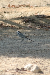 Motacilla alba
