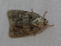 Acronicta tristis