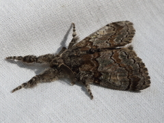 Dasychira obliquata