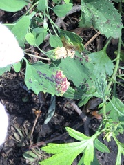 Norvellina chenopodii