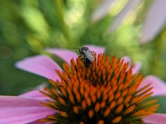 Lasioglossum pectorale