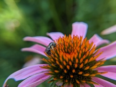 Lasioglossum pectorale