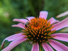 Lasioglossum pectorale
