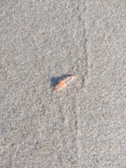Clione limacina