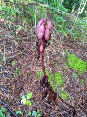 Corallorhiza maculata