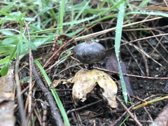 Geastrum pectinatum