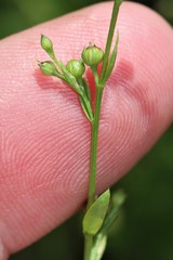Linum medium texanum