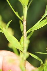 Linum medium texanum