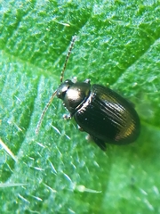 Psylliodes attenuata
