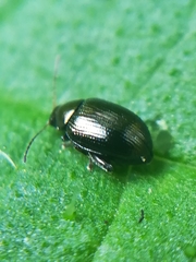 Psylliodes attenuata