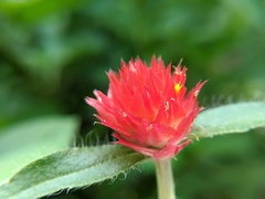 Gomphrena haageana