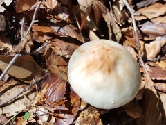 Amanita aestivalis