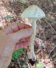 Amanita aestivalis