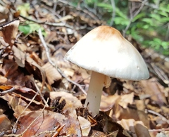 Amanita aestivalis