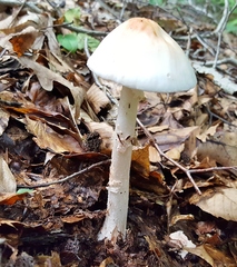 Amanita aestivalis