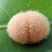 Woolly Oak Gall Wasp - Photo (c) Claire O'Neill, some rights reserved (CC BY-NC), uploaded by Claire O'Neill