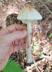 Amanita aestivalis