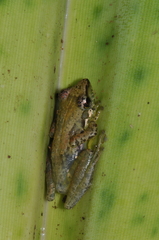 Guibemantis albolineatus