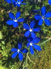 Gentiana bavarica subacaulis
