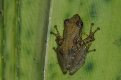 Guibemantis albolineatus