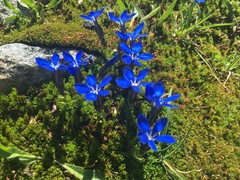 Gentiana bavarica subacaulis