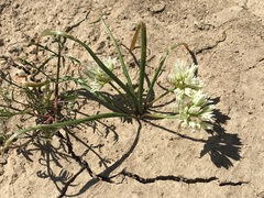 Allium brandegeei