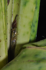 Guibemantis albolineatus