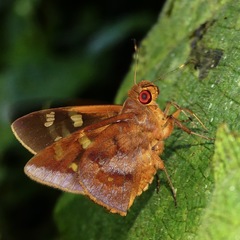 Talides alternata