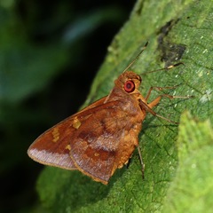 Talides alternata