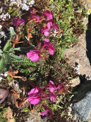Pedicularis kerneri