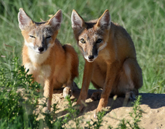 Vulpes velox